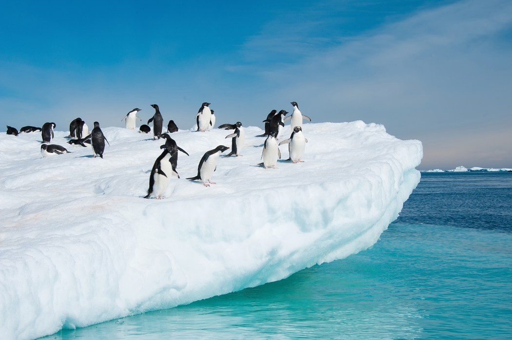 adelie_pinguine_auf_eisberg01