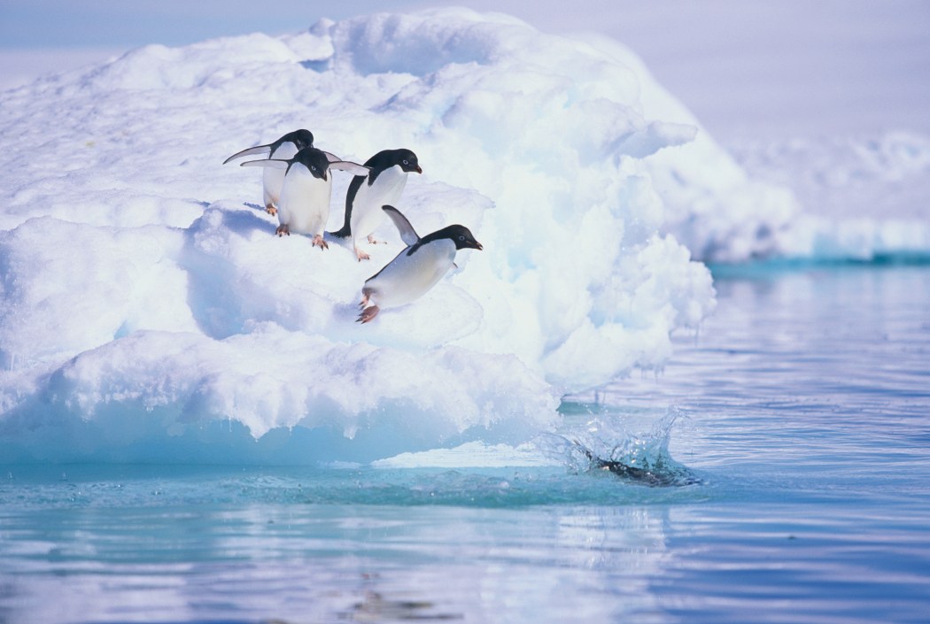 adelie_pinguine_auf_eisberg02_l