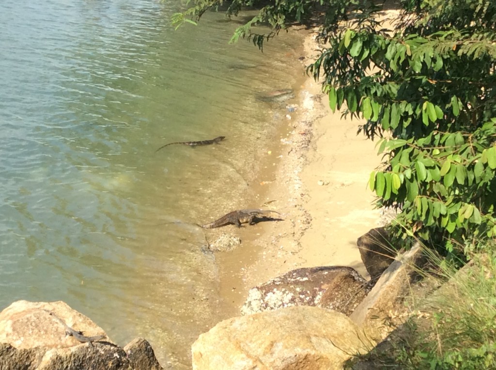 Monta varaania löydät kuvasta?