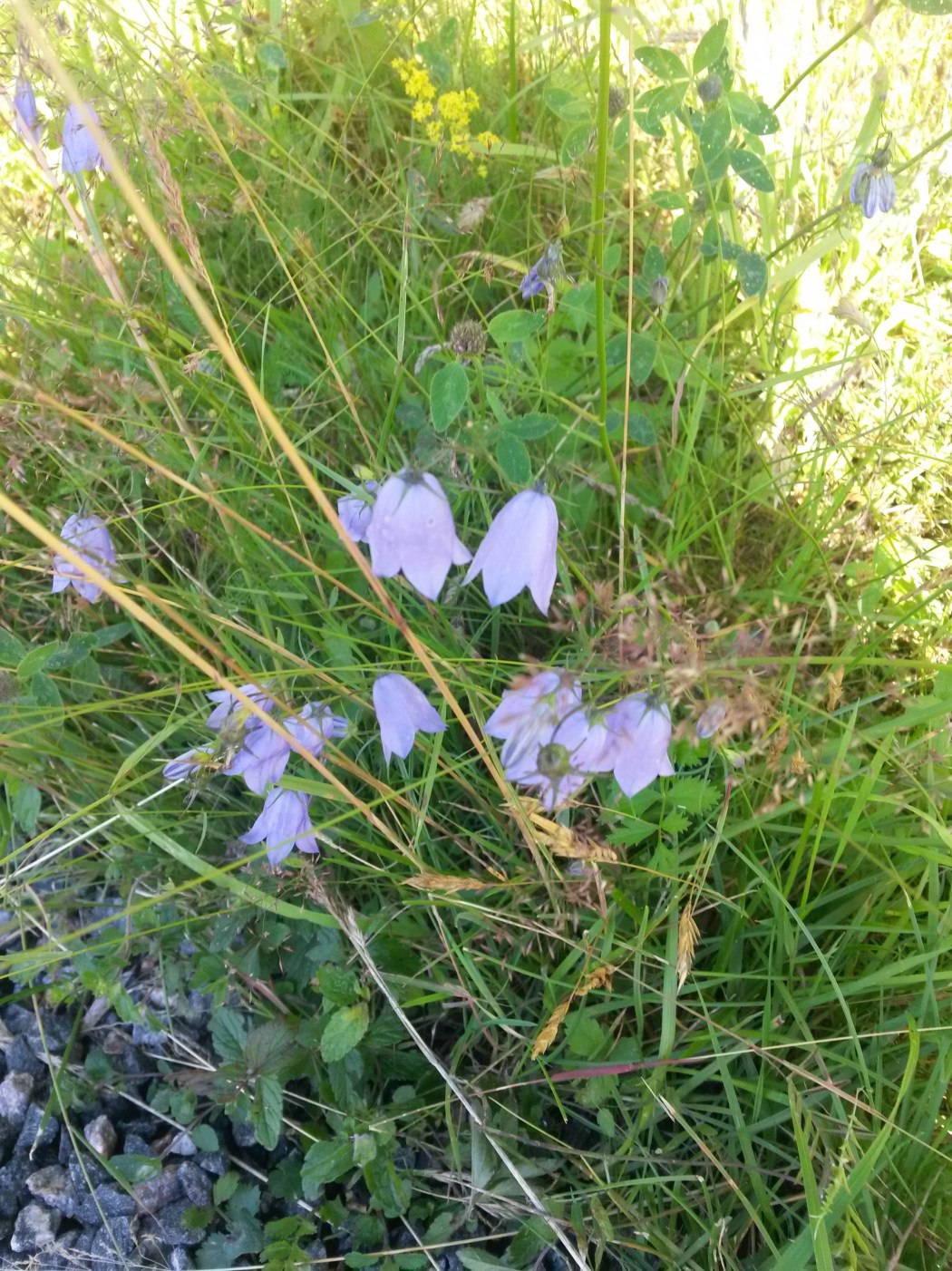 vallisaarikissankello